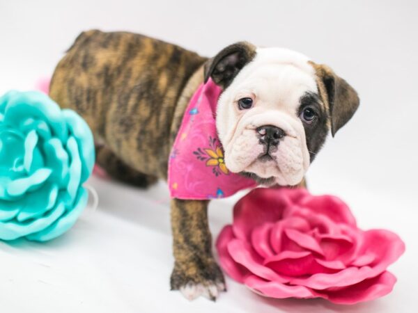 English Bulldog DOG Female Brindle 14813 Petland Wichita, Kansas