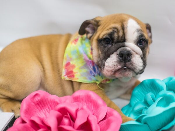 English Bulldog DOG Male Red & White 14812 Petland Wichita, Kansas