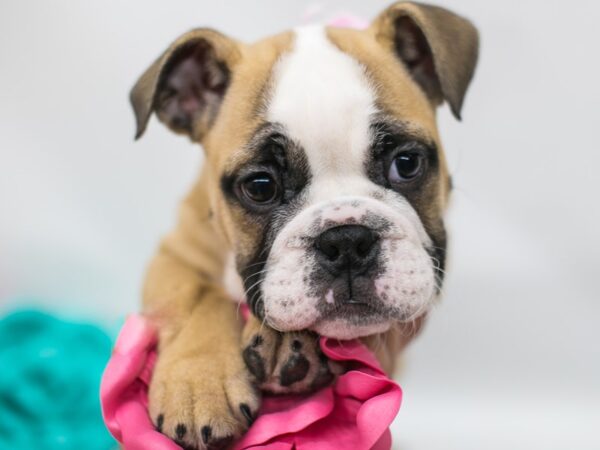 English Bulldog DOG Female 14807 Petland Wichita, Kansas