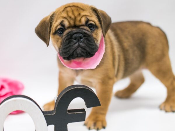 Miniature Bulldog DOG Female Sable 14816 Petland Wichita, Kansas