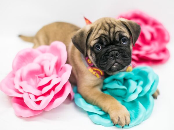 Miniature Bulldog DOG Female Fawn 14815 Petland Wichita, Kansas