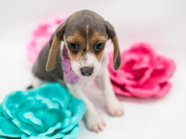 Beagle DOG Female Blue White & Tan 14811 Petland Wichita, Kansas