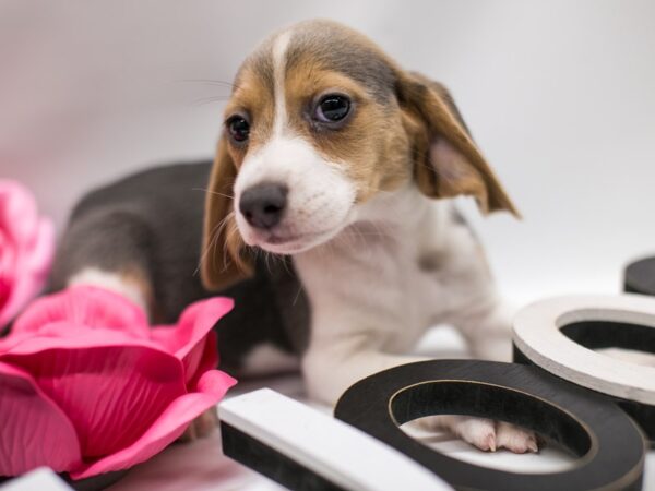 Beagle DOG Male Blue White & Tan 14810 Petland Wichita, Kansas