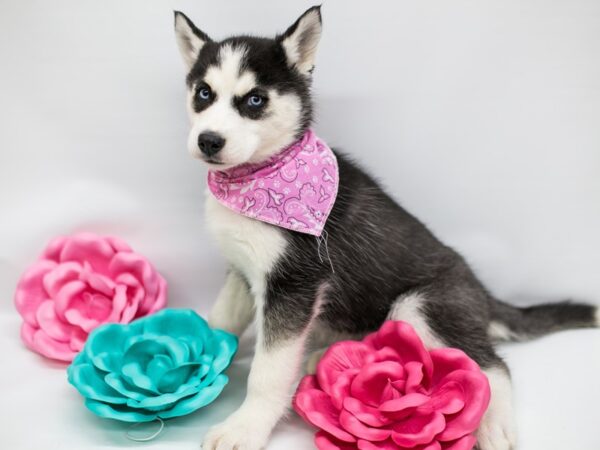 Siberian Husky DOG Female Black & White 14809 Petland Wichita, Kansas