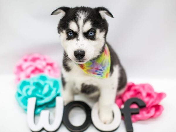 Siberian Husky-DOG-Male-Black & White-14808-Petland Wichita, Kansas