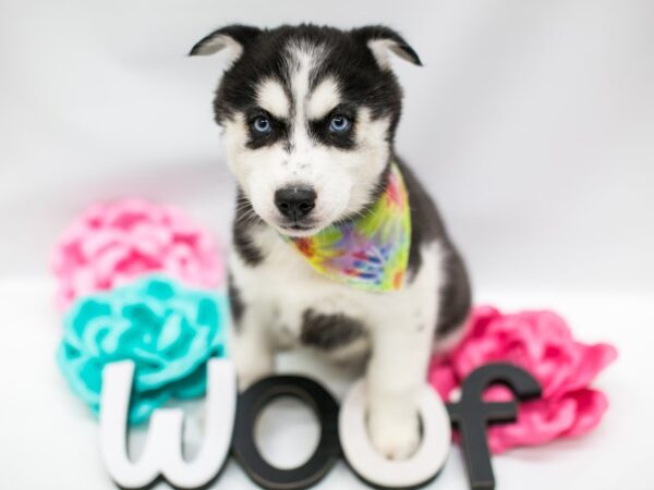 Siberian Husky DOG Male Black & White 14808 Petland Wichita, Kansas