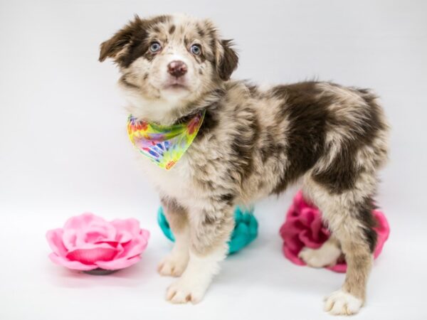 Mini Border Aussie-DOG-Male-Chocolate Merle-14806-Petland Wichita, Kansas