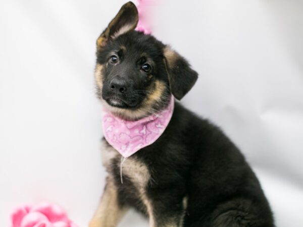 German Shepherd DOG Female Black and Tan 14805 Petland Wichita, Kansas