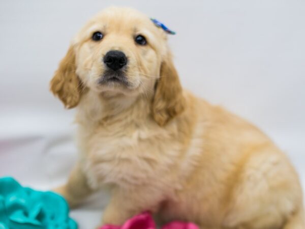 Golden Retriever DOG Female Golden 14803 Petland Wichita, Kansas