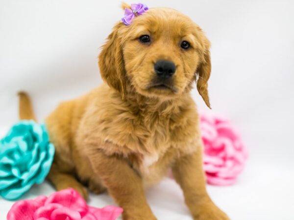 Golden Retriever DOG Female Golden 14802 Petland Wichita, Kansas