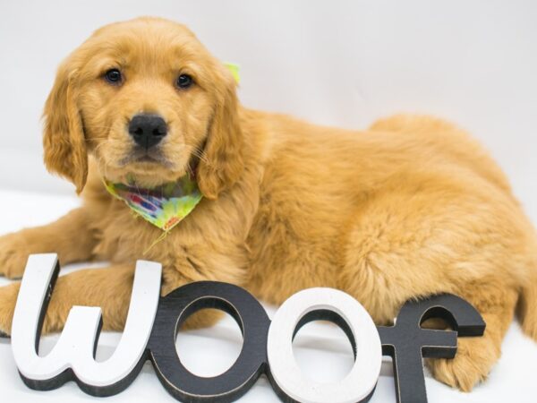 Golden Retriever DOG Male Golden 14801 Petland Wichita, Kansas