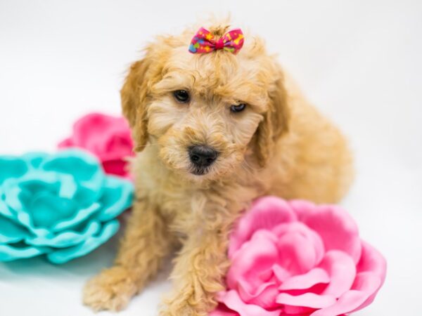 F1B Goldendoodle DOG Female Apricot 14799 Petland Wichita, Kansas