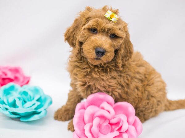 F1B Goldendoodle DOG Female Red 14798 Petland Wichita, Kansas