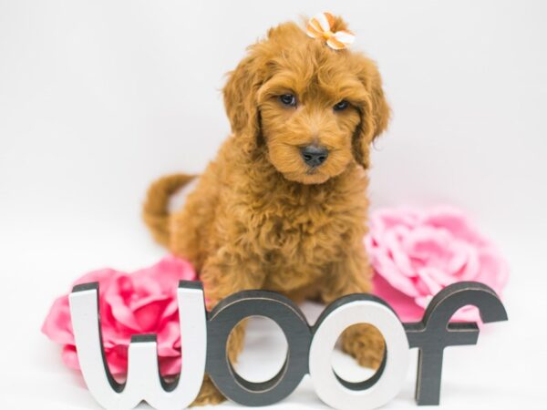 F1B Goldendoodle DOG Female Red 14797 Petland Wichita, Kansas