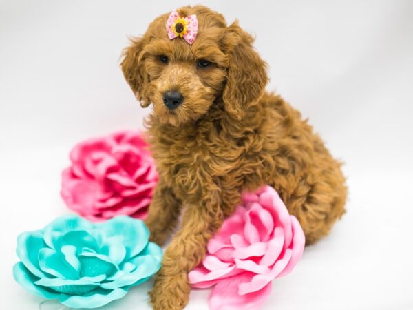 F1B Goldendoodle DOG Female Red 14795 Petland Wichita, Kansas