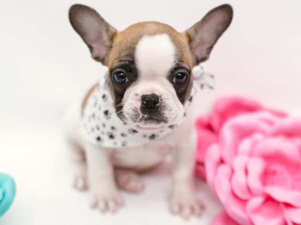 French Bulldog DOG Male Red Fawn Pibald w/Black Mask 14864 Petland Wichita, Kansas