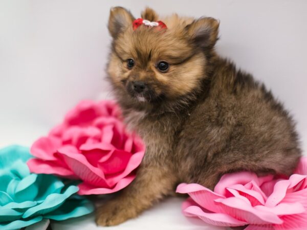 Pomeranian DOG Female Dark Sable 14862 Petland Wichita, Kansas