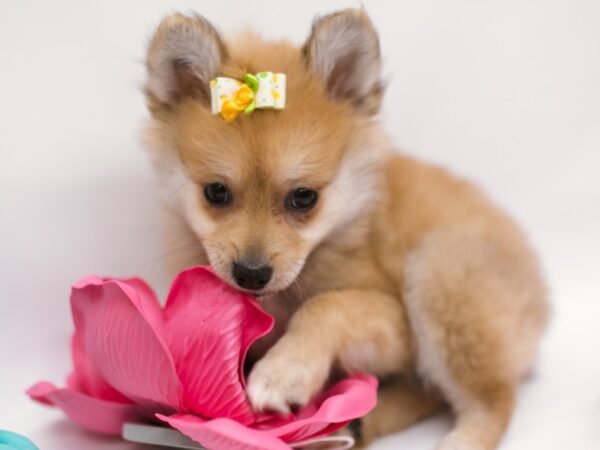 Pomeranian DOG Female Light Sable 14861 Petland Wichita, Kansas