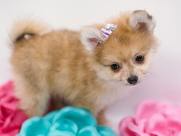 Pomeranian DOG Female Red 14860 Petland Wichita, Kansas