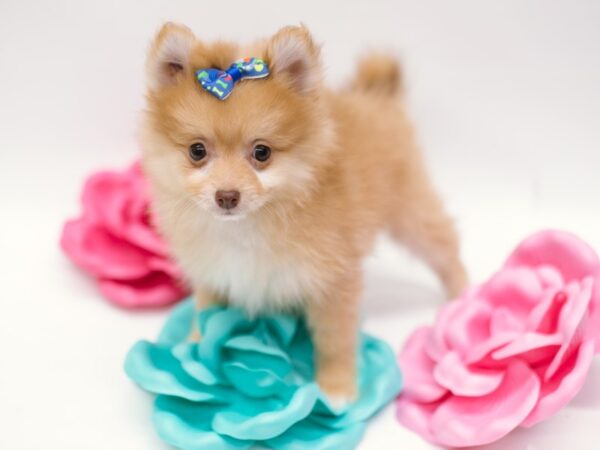 Pomeranian-DOG-Female-Strawberry Blonde-14859-Petland Wichita, Kansas