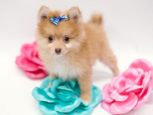 Pomeranian DOG Female Strawberry Blonde 14859 Petland Wichita, Kansas