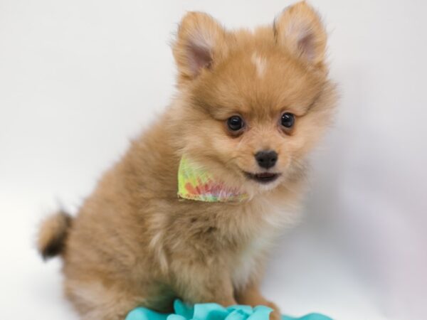 Pomeranian DOG Male Red 14858 Petland Wichita, Kansas