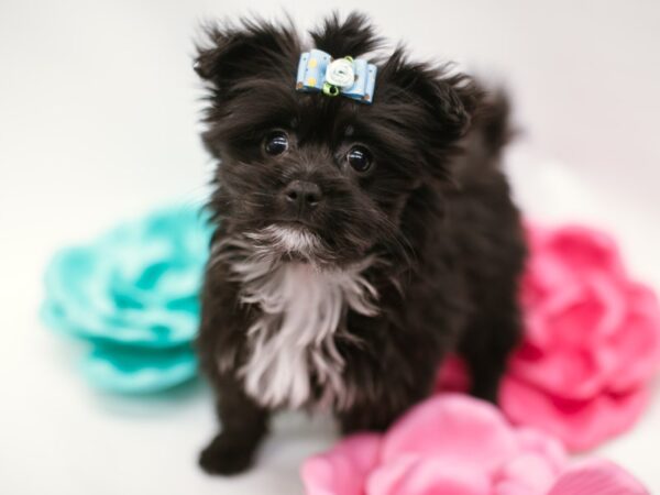 Malti Pom DOG Female Black & White 14857 Petland Wichita, Kansas