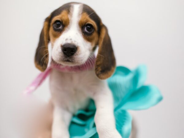Beagle-DOG-Female-Tri-14854-Petland Wichita, Kansas