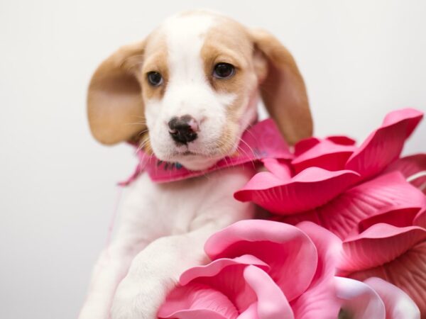 Beagle DOG Female Lemon 14853 Petland Wichita, Kansas