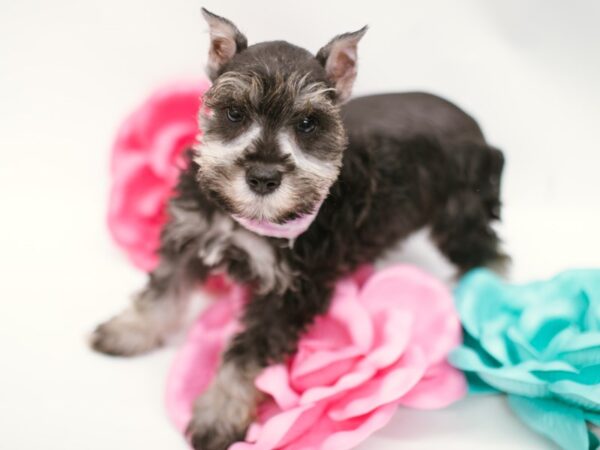 Miniature Schnauzer DOG Female Salt & Pepper 14852 Petland Wichita, Kansas