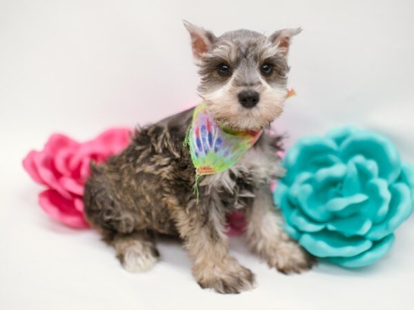 Miniature Schnauzer DOG Male Salt & Pepper 14851 Petland Wichita, Kansas