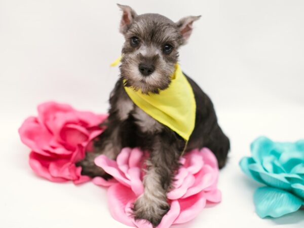 Miniature Schnauzer DOG Male Salt & Pepper 14850 Petland Wichita, Kansas