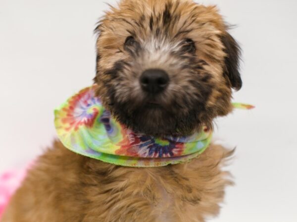 Soft Coated Wheaten Terrier DOG Male Wheaten 14849 Petland Wichita, Kansas