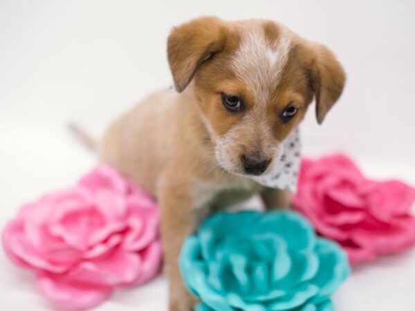 Australian Cattle Dog-DOG-Male-Red Heeler-14848-Petland Wichita, Kansas