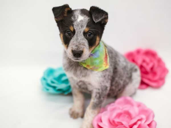 Australian Cattle Dog-DOG-Male-Blue Heeler-14847-Petland Wichita, Kansas
