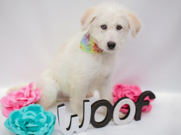 Huskidoodle DOG Male Cream&White (blue eyes) 14846 Petland Wichita, Kansas