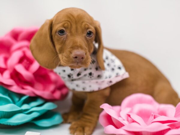 Miniature Dachshund DOG Male Red 14845 Petland Wichita, Kansas