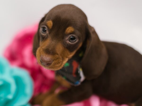 Miniature Dachshund DOG Male Chocolate & Tan 14844 Petland Wichita, Kansas