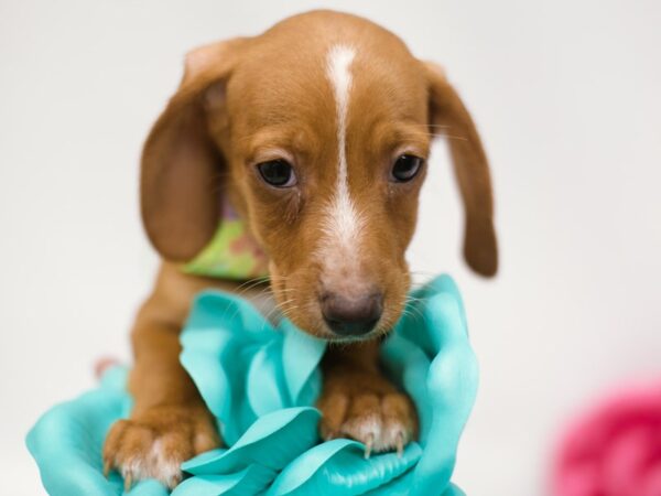 Miniature Dachshund DOG Male Red w/ White Markings 14843 Petland Wichita, Kansas