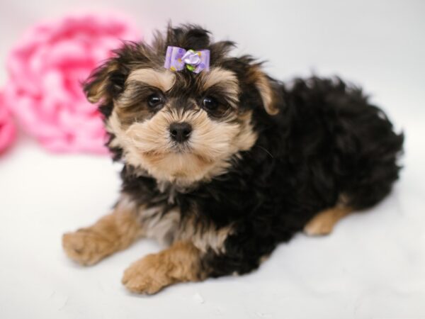 Morkie DOG Female Black & Tan 14842 Petland Wichita, Kansas