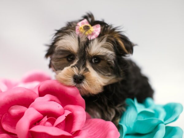 Morkie DOG Female Black & Tan w/ White 14841 Petland Wichita, Kansas