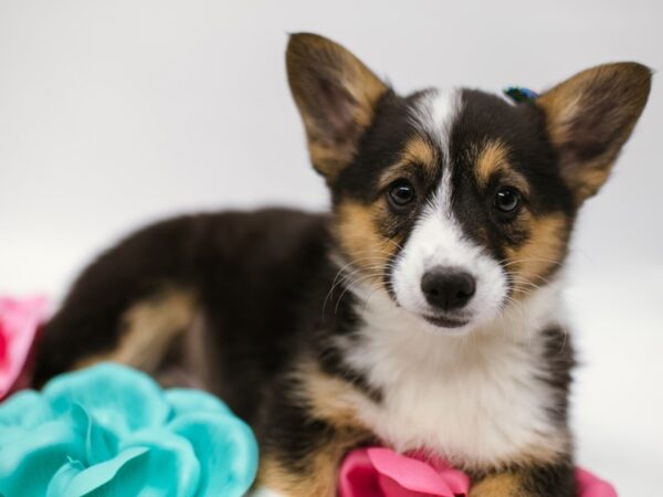 Pembroke Welsh Corgi DOG Female Tri 14840 Petland Wichita, Kansas