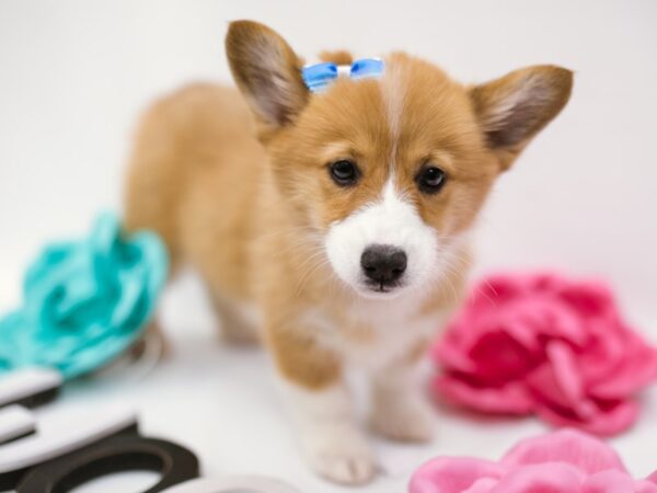 Pembroke Welsh Corgi DOG Female Red & White 14839 Petland Wichita, Kansas