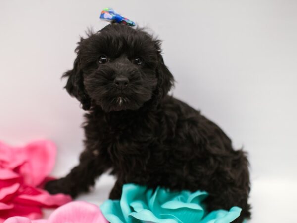 Cock A Poo DOG Female Black 14838 Petland Wichita, Kansas