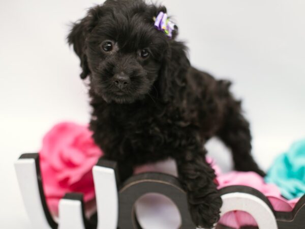 Cock A Poo DOG Female Black 14837 Petland Wichita, Kansas