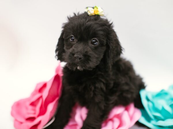 Cock A Poo-DOG-Female-Black-14836-Petland Wichita, Kansas