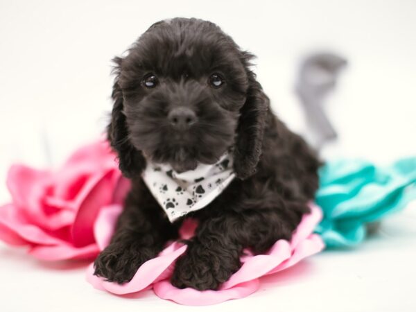 Cock A Poo DOG Male Black 14835 Petland Wichita, Kansas