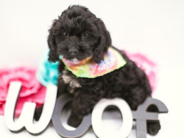 Cock A Poo DOG Male Black 14834 Petland Wichita, Kansas