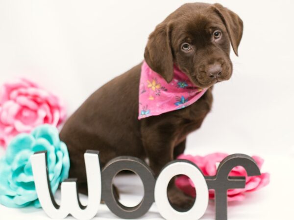 English Labrador Retriever DOG Female Chocolate 14833 Petland Wichita, Kansas