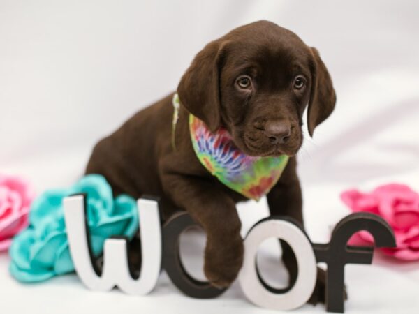 English Labrador Retriever-DOG-Male-Chocolate-14832-Petland Wichita, Kansas